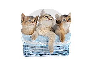 Three cute somali kittens isolated on white background