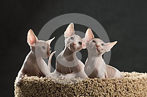 Three cute sphinx kitten photo