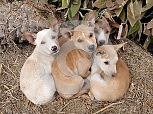 Three cute street puppies staring at the camera in the amazing eye