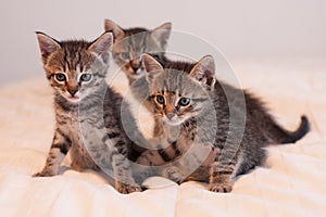 Three cute tabby kittens on soft off-white comforter