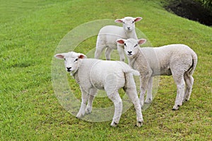 Three cute white sheep on green meadow and lawn