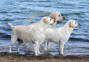 Three cute yellow labradors by the sea