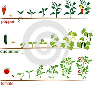 Three cycles of growth of agricultural plants