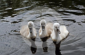 Three Cygnets photo