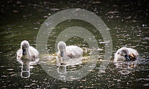 Three cygnets on river with reflection,swimming and scratching