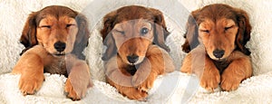 Three dachshund puppies