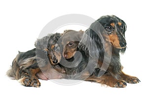 Three dachshund in studio