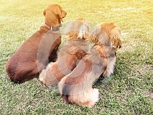 Three dachshunds