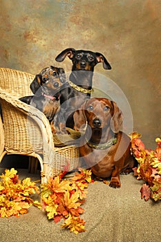 Three Dachshunds on a Wicker Chair