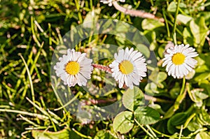 Three white daze flowers photo
