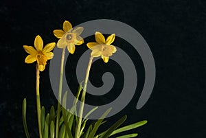 Three daffodils against dark background