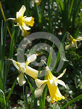 Three daffodils in a green background