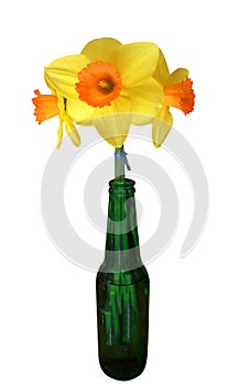 Three Daffodils in a Green Bottle