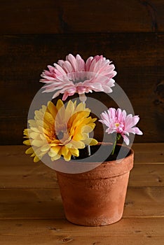 three daises in a clay pot