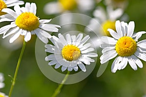 Three daisies