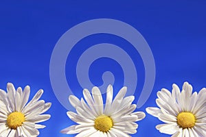 Three daisies photo