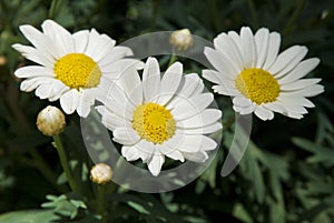 Three Daisies