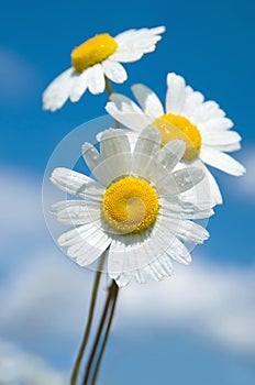 Three daisies on a background of the sky