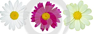 Three daisies of different colors. Isolated flowers on a white background