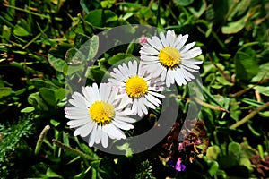 Three daisies flowere and green background
