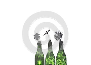 Three Daisies in Green Bottle photo