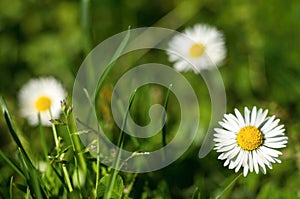 Three daisies