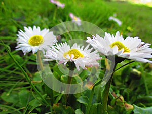 Three daisies