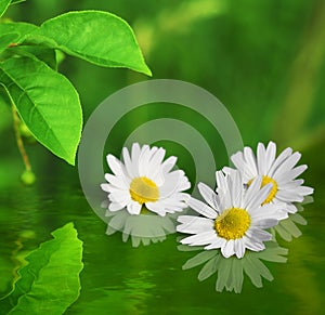 Three daisy flowers on green background reflected in water