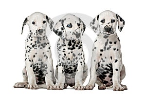 Three Dalmatian puppies sitting