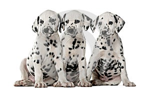 Three Dalmatian puppies sitting