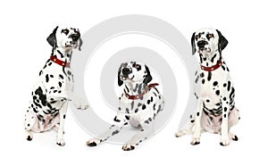 Three dalmatian puppy in front