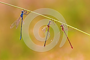 Three damselflies hanging at a grass stalk