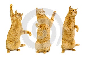 Three dancing cats