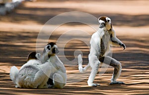 Three Dancing Sifakas on earth. Funny picture. Madagascar.