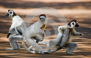 Three Dancing Sifakas on earth. Funny picture. Madagascar.