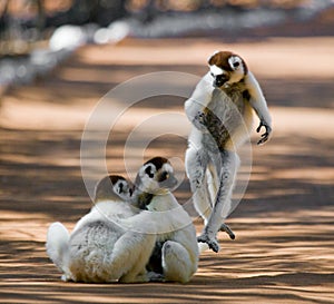 Three Dancing Sifakas on earth. Funny picture. Madagascar.