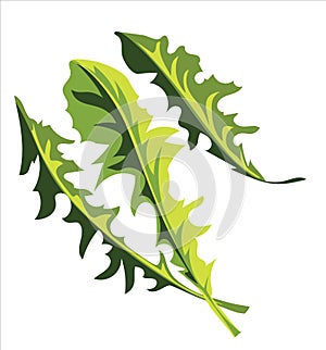 Three dandelion fresh leaves salad isolated, taraxacum, healthy vegetarian vitamin food concept, vector illustration on