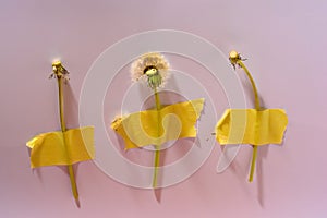 Three dandelions glued to a pink background.