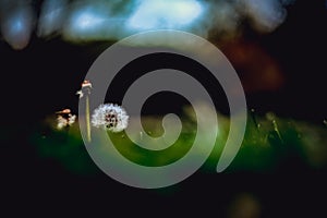 Three dandelions over green dark foreground and background in a public garden in Pamplona, Spain