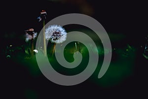 Three dandelions over green dark foreground and background in a public garden in Pamplona, Spain