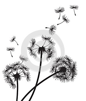 Three Dandelions with seeds drifting in the breeze