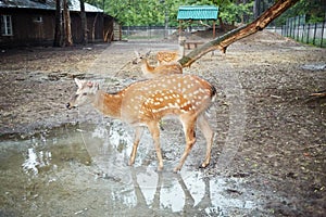 Three dappled deers at fenced territory of photo