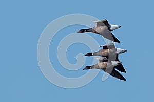 Three Dark-bellied Brent Geese in flight against a blue sky. UK.