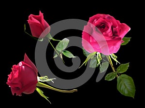 Three dark cherry roses isolated on black