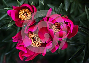 Three dark pink peonies in the garden