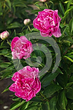 Three dark pink peonies in the garden, vintage toning