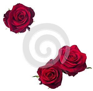 Three dark red rose