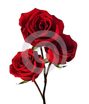 Three dark red roses