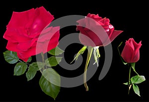 Three dark red roses isolated on black