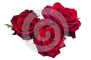 Three dark red roses